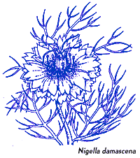 Nigella damascena