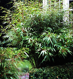 bamboo, green panda