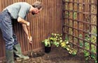 Digging a planting hole