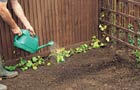 Watering the stems