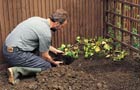 Planting the rootball