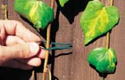 Tying stems to the fence