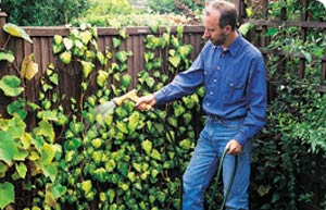 Ivy climbing up a fence