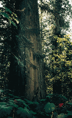 Photograph of the tree