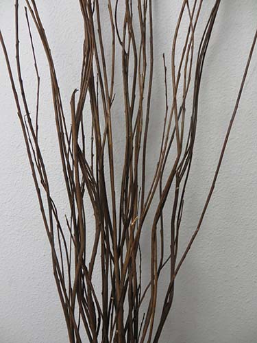 Brown curly willow branches